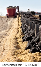 Black angus cows feeding at a feedlot operation - Shutterstock ID 1247147314