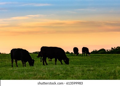 Black Angus Cows Grazing In Silhouette Against A Sunset Sky