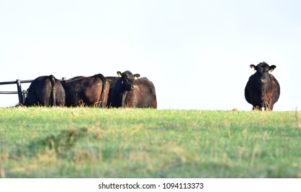 Black Angus Cows At Rose River Farm, Virginia