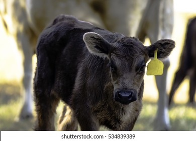 Black Angus Crossbred Calf With Yellow Ear Tag