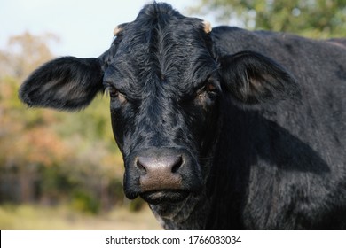 Black Angus Crossbred Cow Looking At Camera Close Up In A Stare On Farm.