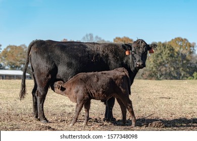 Black Angus First-calf Heifer Nursing Her Calf With Hay Pole Barn And Autumn Trees In The Distant Background On A Pretty, Clear Day.