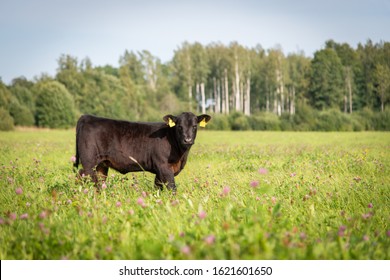 Black Angus Heifer Calf In Red Clover And Grass Field