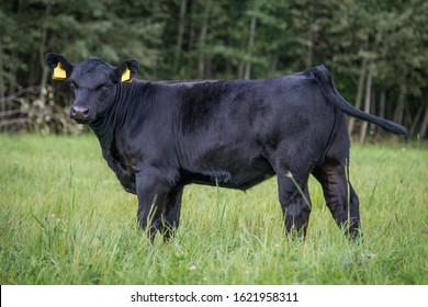 Black Angus Heifer In Grass