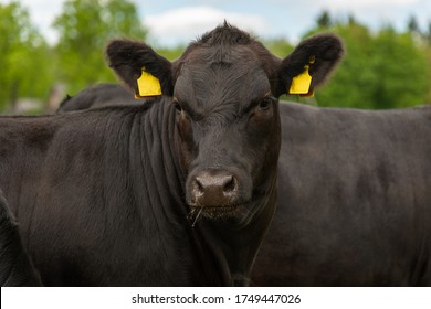 Black Angus Heifer Portrait Picture