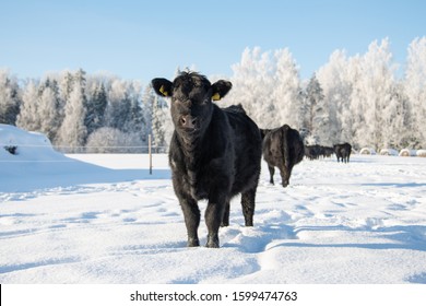 Black Angus Heifer In Snow And Sunlight