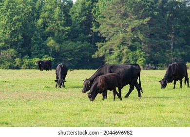 Black Angus herd of beef cattle grazing in the early morning on a summer pasture. - Shutterstock ID 2044696982