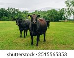 Black Angus Livestock Cattle Farm