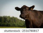 Black angus portrait on summer day in sunlight