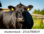 Black angus portrait on summer day in sunlight