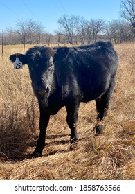 Black Angus Steer In Field