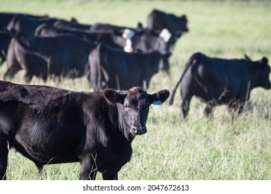 Black Angus Steer Looking At Camera With Rest Of The Herd Walking Away Out-of--focus In Background.