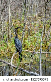 A Black Anhinga Anhingidae Bird Perched On A Tree Branch In A Marsh