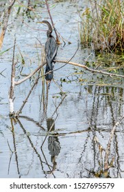 A Black Anhinga Anhingidae Bird Perched On A Tree Branch In A Marsh