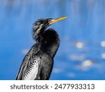 Black Anhinga perched by a lake at Orlando Wetlands in Cape Canaveral Florida.