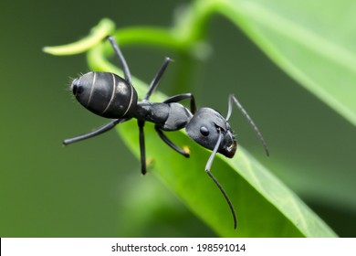 Black Ant