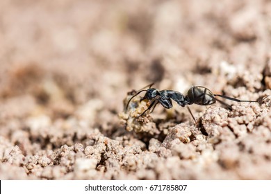 black ant