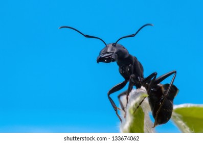 Black Ant close-up.