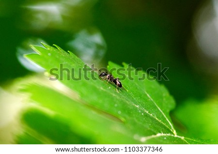 Black Ant Crawling On Green Tree Leaf