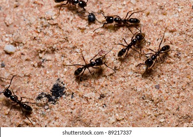 black ant in green nature or in the garden