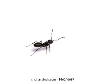 Black Ant, Isolated On White