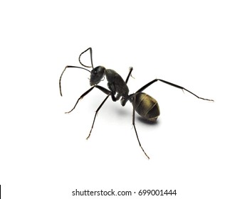 Silhouette Ant Black White Illustration Vector Stock Vector (Royalty ...