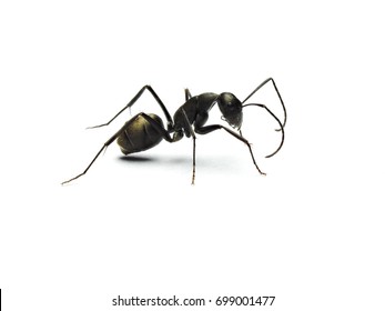 Black ant isolated on white background.