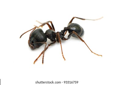 black ant isolated on white background