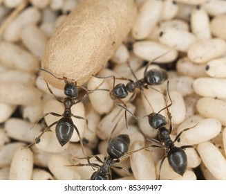 Black ant (Lasius niger) rescuing larva, extreme close up with high magnification