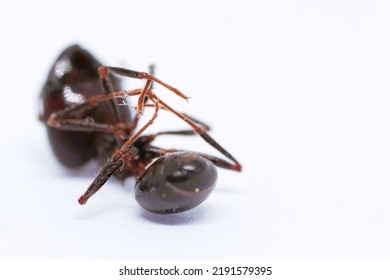 A Black Ant Lies Dead. On A White Background