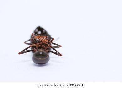 
Black Ant Lying Dead On A White Background