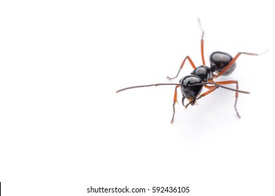 black ant on white background