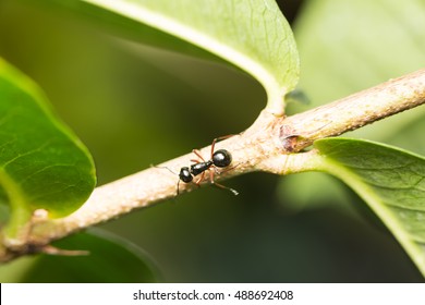 Black ant perched on a branch. Black ant foraging area branches. And for victims