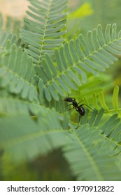 Black Ant searching food on green leaves