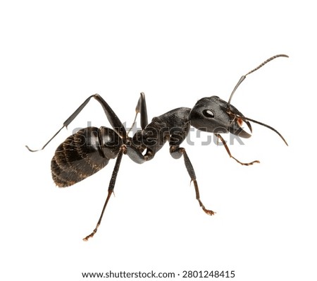 Black Ant Worker Macro Insect Isolated On White Background