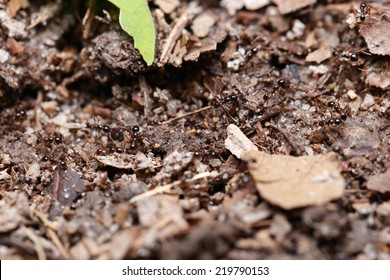 Black ants