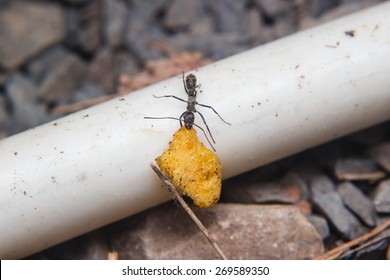 Black Ants Carrying Food