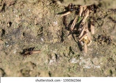 Black Ants Carrying Grass Seeds To The Nest