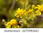 Black ants climbing on a yellow wildflower on Anderson Mesa near Flagstaff, Arizona.