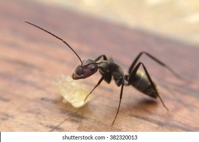 Black ants eating sugar on table