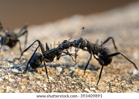  black ants Fighting, Macro