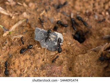 Black Ants In Groups On A Stone, Carpenter Ants