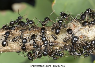 Black ants harvesting on aphids, extreme close up with high magnification and shallow depth of field