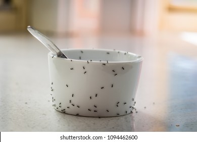 black ants on a bowl of jam