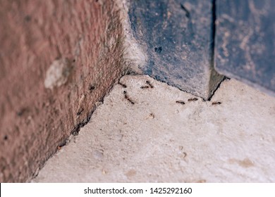 Black Ants On The Concrete Wall. Ants In The Home Garden. Small Vrelitele With The Garden. Ant Colony In The House