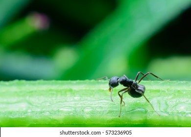 Black Ants On Green Tree Stock Photo 573236905 Shutterstock   Black Ants On Green Tree 260nw 573236905 