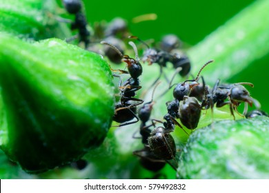 black ants on green tree