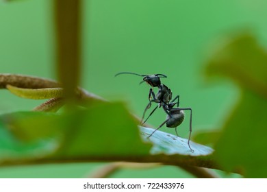 black ants on  tree