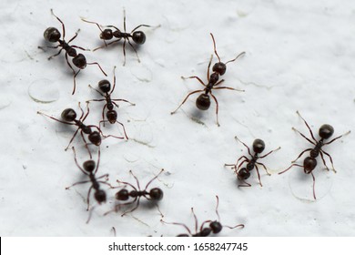 Black ants on a white background  Looks larger than ants of other kinds.
