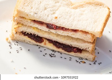 Black ants on a white breat sandwich